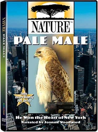 ¼ƬPale Male/Pale Male-Ļ