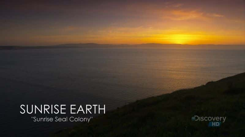 ¼ƬճȺ/Sunrise Seal Colony-Ļ