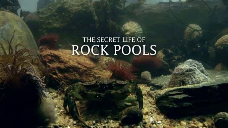 ¼Ƭʯϫ/The Secret Life of Rock Pools-Ļ