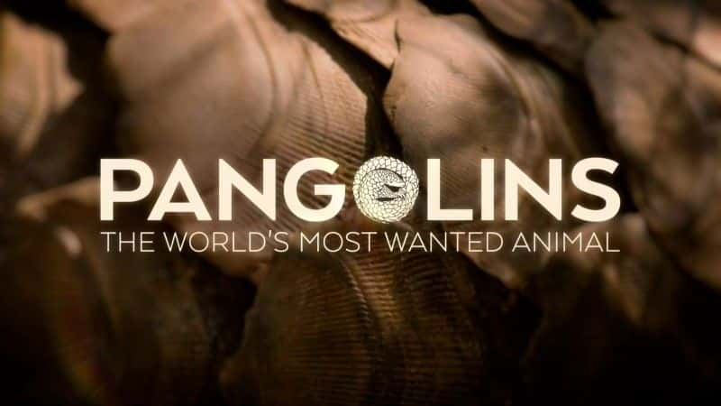 ¼Ƭɽף׷Ķ/Pangolins: The World's Most Wanted Animal-Ļ