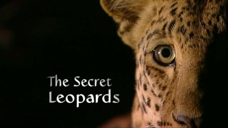 ¼Ƭܱ/The Secret Leopards-Ļ