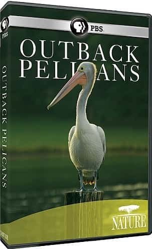 ¼Ƭ޺/Outback Pelicans-Ļ