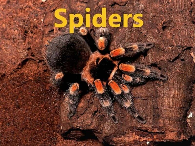 ¼Ƭ֩/Spiders-Ļ