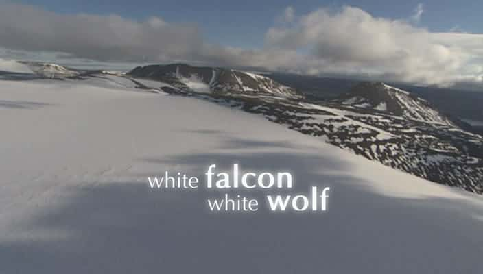 ¼Ƭӥ - /White Falcon - White Wolf-Ļ