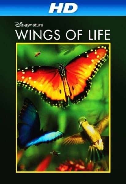 ¼Ƭ֮/Wings of Life-Ļ