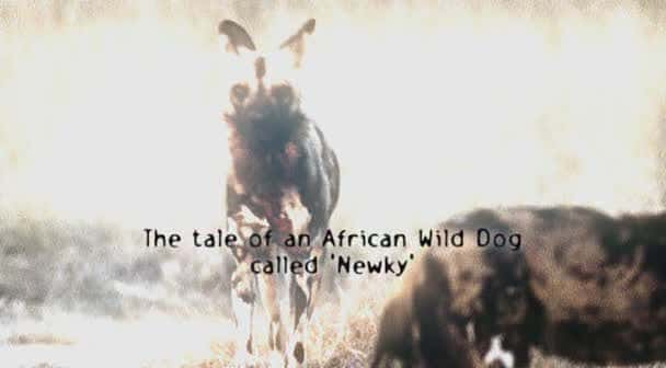 ¼ƬһֻҰĹ/A Wild Dog's Story-Ļ