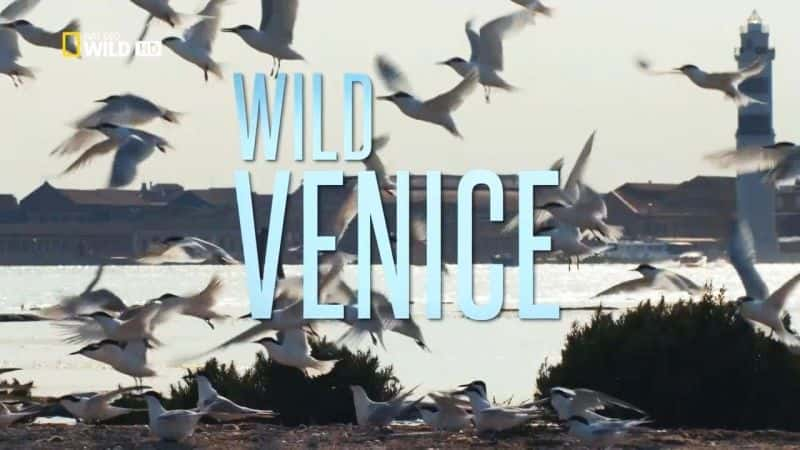 ¼ƬҰ˹/Wild Venice-Ļ