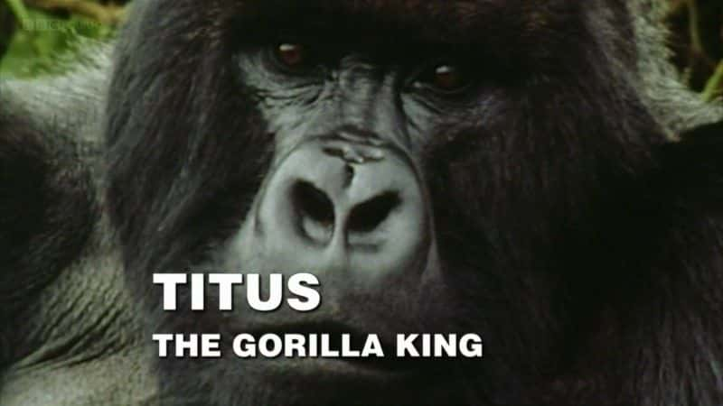 ¼Ƭͼ˹֮/Titus: The Gorilla King-Ļ