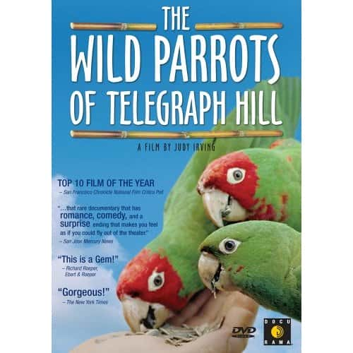 ¼Ƭ籨ɽҰ/The Wild Parrots of Telegraph Hill-Ļ