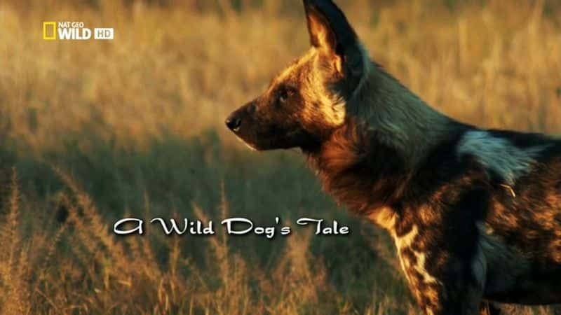 ¼ƬһֻҰĹ/A Wild Dog's Tale-Ļ