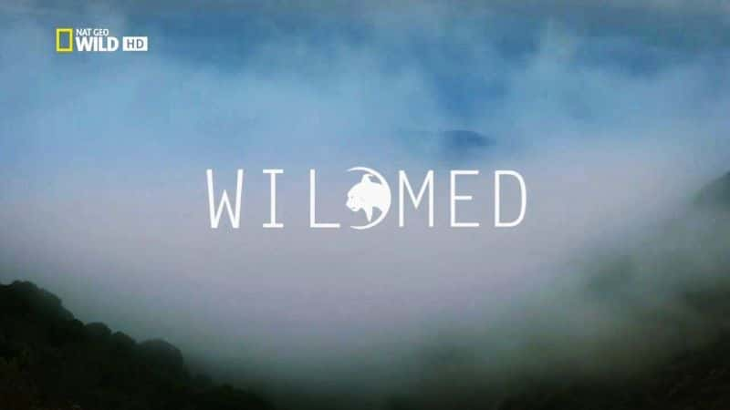 ¼ƬҰԵкĵкɭ/WildMed: The Last Mediterranean Forest-Ļ