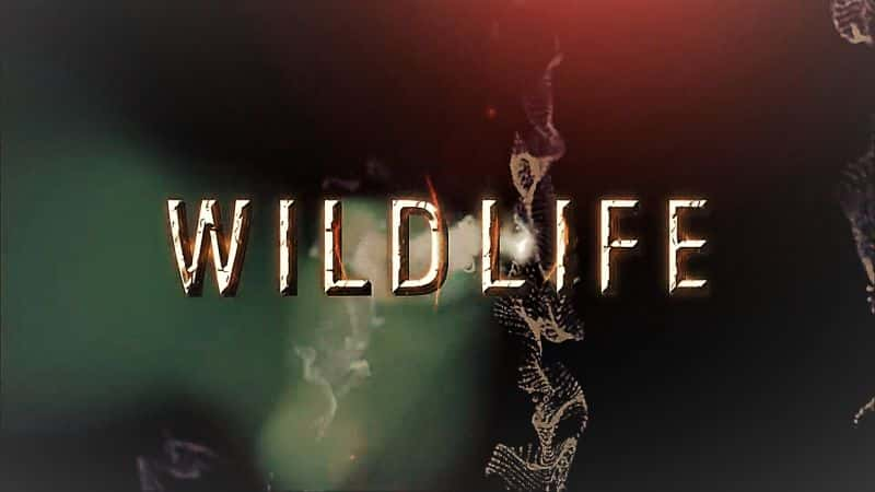 ¼ƬҰղ1/Wildlife: Collection 1-Ļ