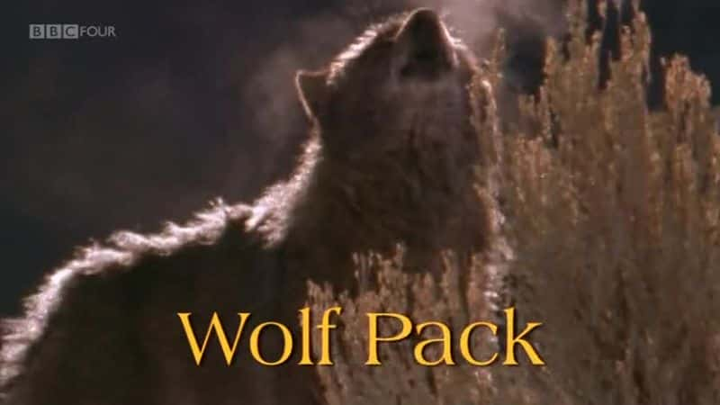 ¼ƬȺ/Wolf Pack-Ļ