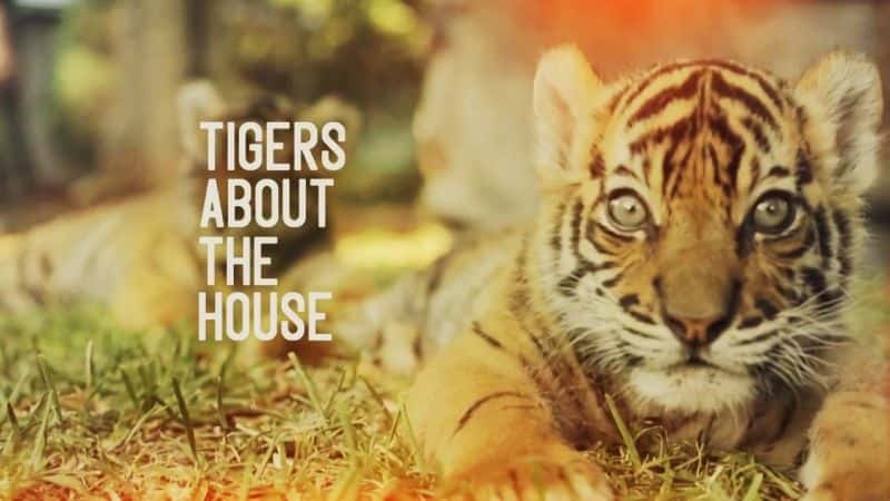 ¼Ƭеϻ/Tigers about the House-Ļ
