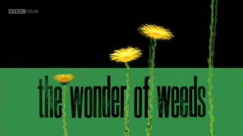 ¼ƬӲݵ漣/The Wonder of Weeds-Ļ