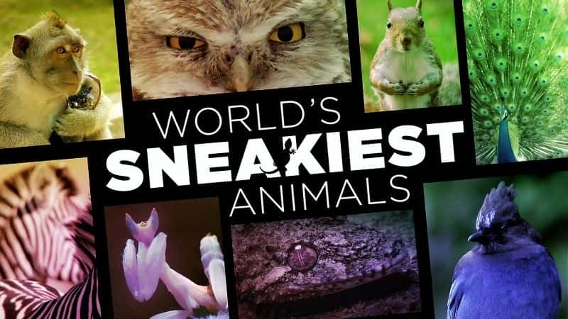 ¼ƬƻĶ/World's Sneakiest Animals-Ļ