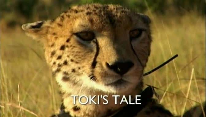 ¼ƬлĹ/Toki's Tale-Ļ