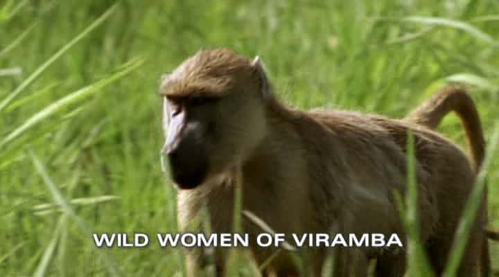 ¼ƬҰά͵Ů/Wild Women of Viramba-Ļ