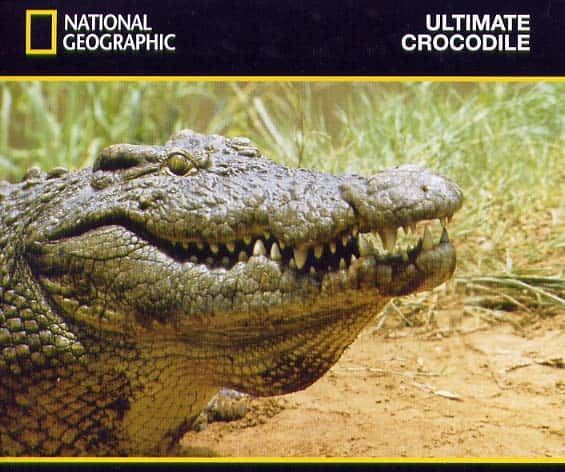 ¼Ƭռ/Ultimate Crocodile-Ļ