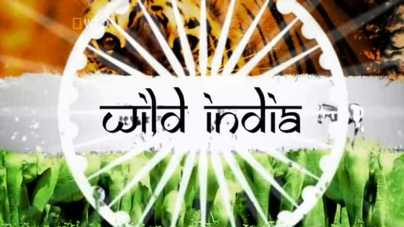 ¼ƬҰӡ/Wild India-Ļ