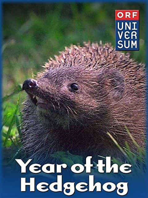 ¼Ƭ/The Year of the Hedgehog-Ļ