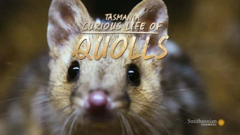 ¼Ƭ˹ǣ⵵/Tasmania: Curious Life of Quolls-Ļ