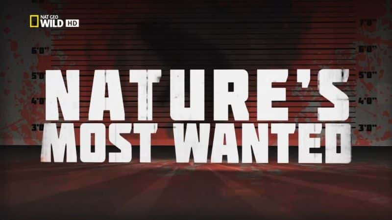 ¼ƬģȻͷͨ/World's Deadliest: Natures Most Wanted-Ļ