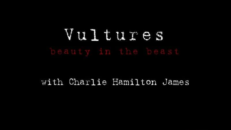 ¼ƬͺգҰе/Vultures: Beauty in the Beast-Ļ