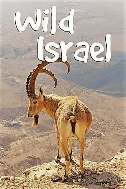 ¼ƬҰɫУһ/Wild Israel: Series1-Ļ