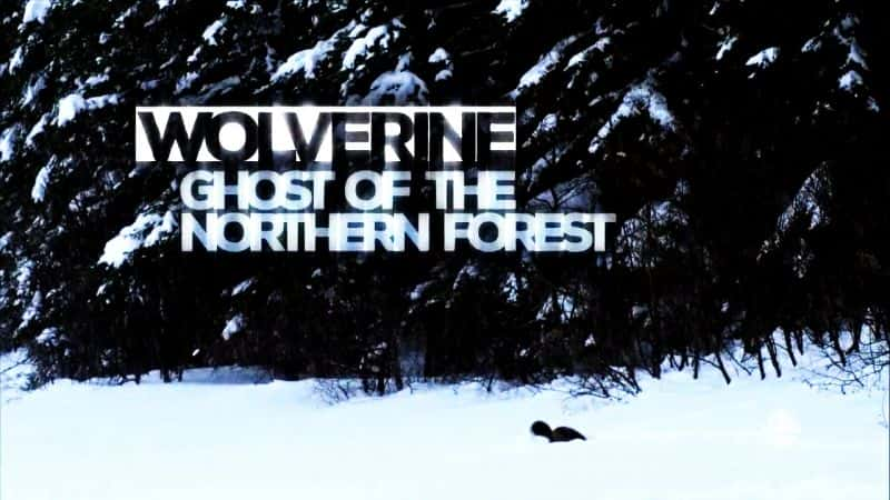 ¼Ƭⵣɭֵ/Wolverine: Ghost of the Northern Forest-Ļ