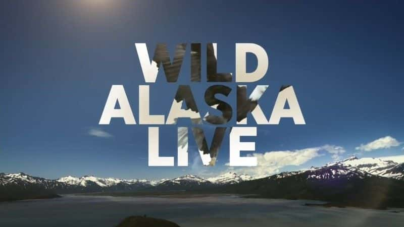 ¼Ƭ2017Ұ˹ֱ/Wild Alaska Live 2017-Ļ