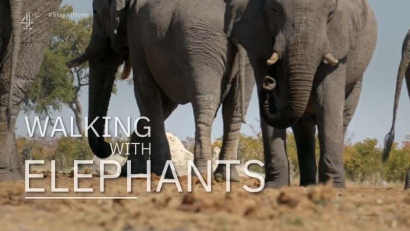 ¼Ƭͬ/Walking with Elephants-Ļ