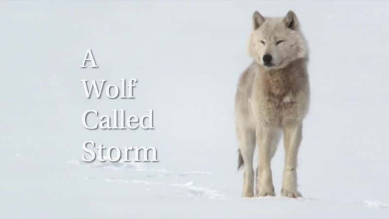 ¼Ƭһֻз籩/A Wolf Called Storm-Ļ