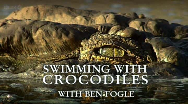 ¼Ƭ㹲Ӿ/Swimming with Crocodiles-Ļ