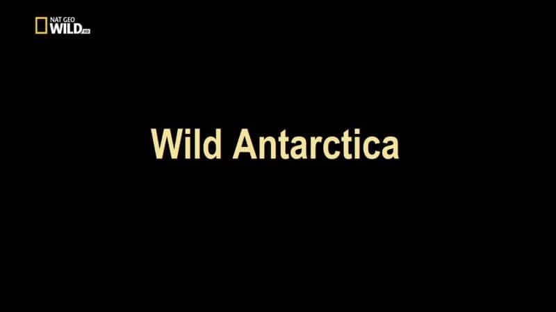 ¼ƬҰϼ/Wild Antarctica-Ļ