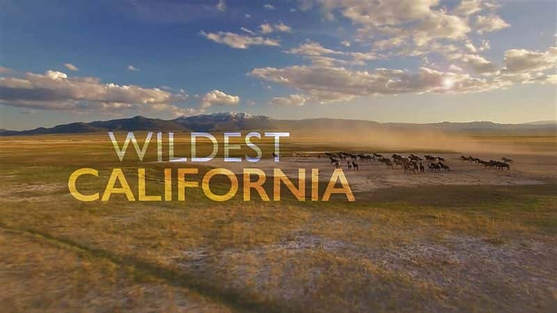 ¼ƬҰļ/Wildest California-Ļ