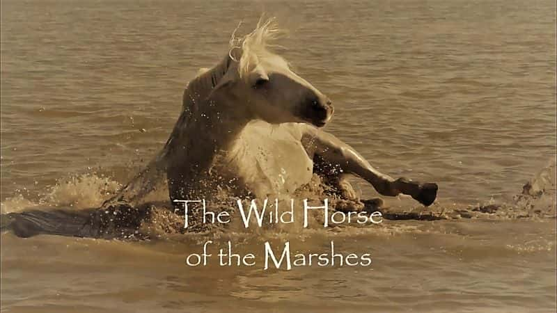 ¼ƬʪҰ/Wild Horses of the Marshes-Ļ