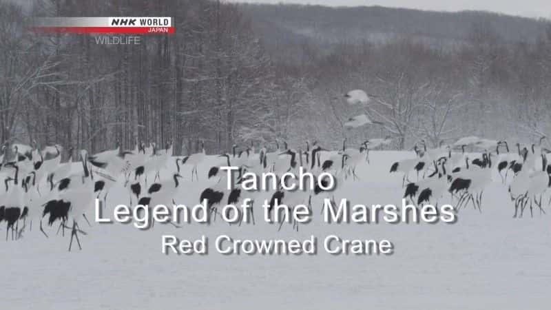 ¼Ƭ棺ں/Tancho Legend of the Marshes Red Crowned Crane-Ļ