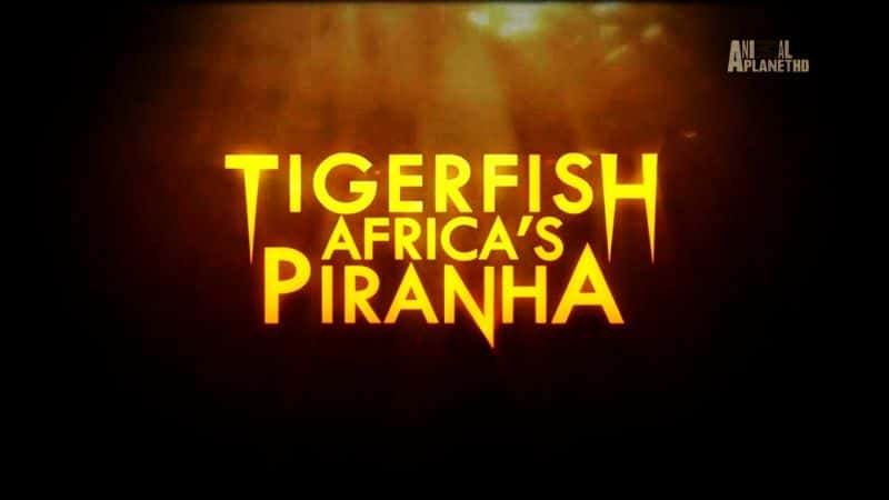 ¼Ƭ㣺޵ʳ/Tigerfish: Africa's Piranha-Ļ