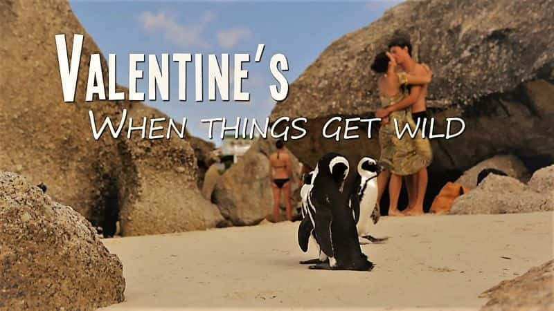 ¼Ƭ˽ڣÿҰʱ/Valentines: When Things Get Wild-Ļ