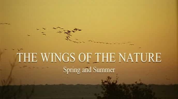 ¼ƬȻĳ/The Wings of Nature-Ļ