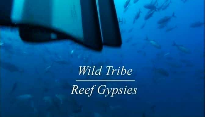 ¼ƬҰ佸弪/Wild Tribe Reef Gypsies-Ļ