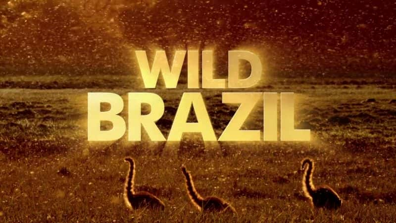 ¼ƬҰ/Wild Brazil-Ļ