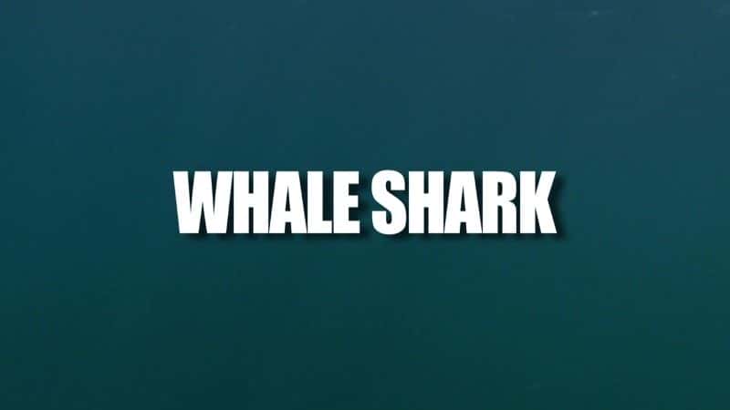 ¼Ƭ/Whale Shark-Ļ