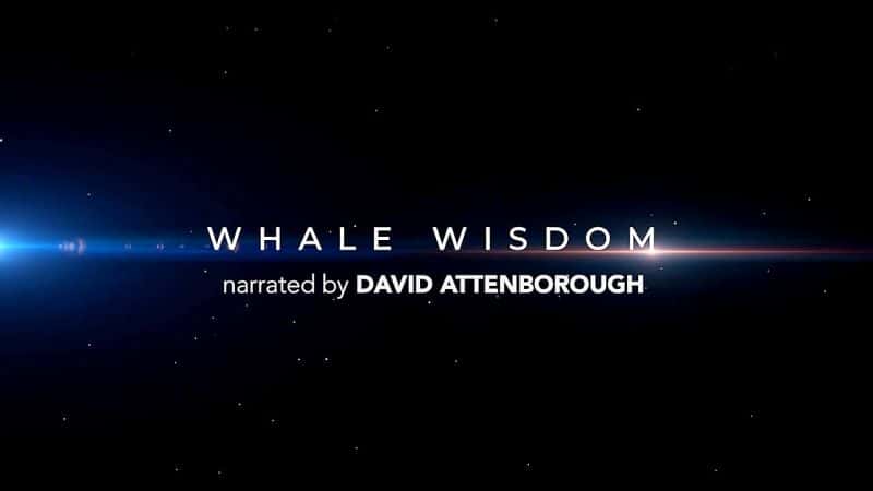 ¼Ƭǻ/Whale Wisdom-Ļ