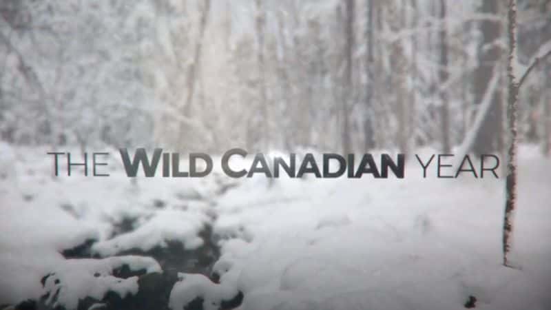 ¼ƬҰô/The Wild Canadian Year-Ļ