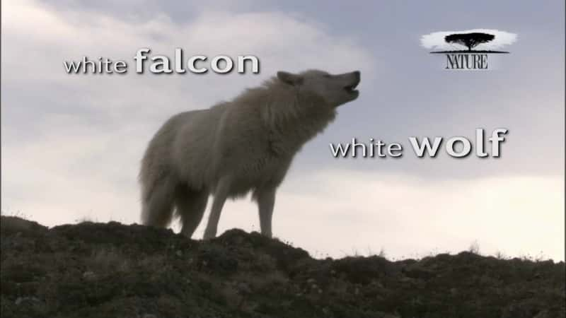 ¼Ƭӥ/White Falcon, White Wolf-Ļ