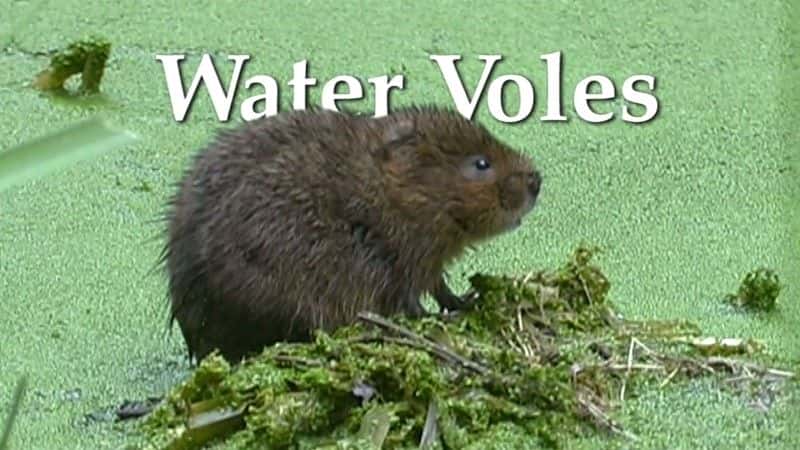 ¼Ƭˮ/Water Voles-Ļ