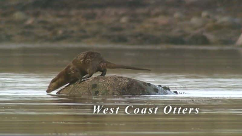 ¼Ƭˮ̡/West Coast Otters-Ļ