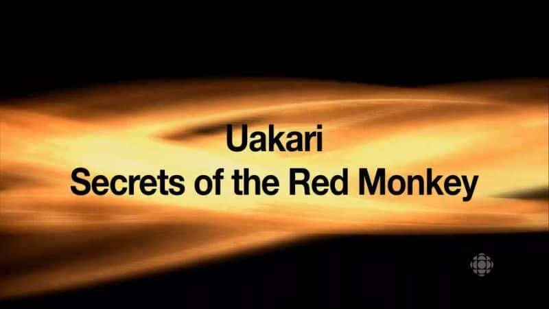 ¼Ƭ߿ӵ/Uakari: Secrets of the Red Monkey-Ļ